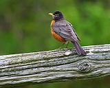 Robin On A Rail_48935